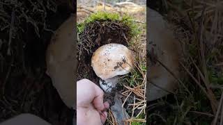 Boletus Edulis 🍄🍄‍🟫 Boletus Boletazo Edulis mushroom espora naturaleza fungi seta [upl. by Brasca]