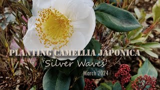 Planting Camellia Japonica Silver Waves [upl. by Nalyac]