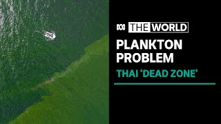 Extreme plankton bloom creates marine dead zone off eastern Thailand  The World [upl. by Susana]