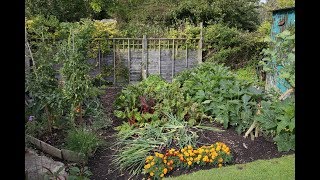 Autumn harvests from summer plantings no feeds given just a quick clear and replant [upl. by Naoj]