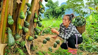 A lucky new day  Harvest basketfuls of strange pumpkins to bring to market to sell  Tương Thị Mai [upl. by Marnie348]