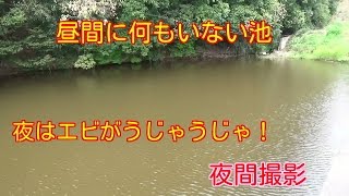 夜間撮影 昼間何もいない池 夜はエビがうじゃうじゃ！スジエビの夜の生態 [upl. by Nodnar]