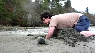 Man Digs Horse Clam with Bare Hands [upl. by Azial]