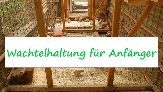 Wachtelhaltung für Anfänger  Wachtelfarm 117 [upl. by Yrehcaz]