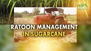 RATOON Management in Sugarcane English [upl. by Lerim]