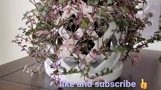 Calisia repens care and propagation tips [upl. by Humo675]