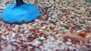 Albino Rainbow Shark Fish fishing viralfish Viralvideo youtube channel Foryou shortsvideo [upl. by Wernick]