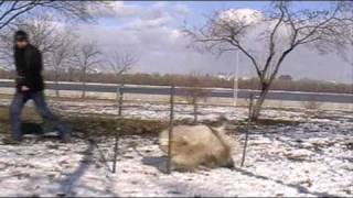 Bearded collie  Agility training slalom [upl. by Annuaerb]