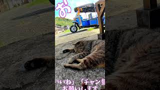 猫」「CAT amp PEACE」ねこ 猫動画 cat 猫好きさんと繋がりたい straycat ねこかわいいね [upl. by Noe]