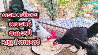 ടെറസിലെ കോഴി വളർത്തൽ  Nadan Kozhi Valarthal Poultry farming Malayalam [upl. by Netsew]