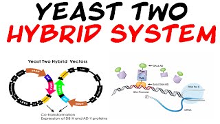 Yeast two hybrid system [upl. by Filide]