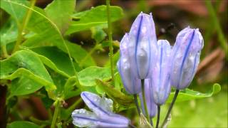 Douglas Triteleia Triteleia grandiflora Turnbull NWR Washington USA [upl. by Gipson]