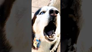 Siberian husky barking husky [upl. by Butch]