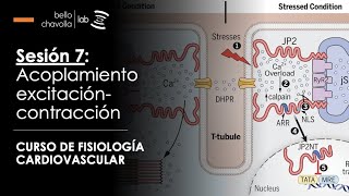 Fisiología del músculo cardíaco  Acoplamiento excitacióncontracción [upl. by Aliekahs691]