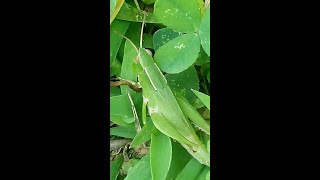 Green Grasshopper Orthoptera Insects [upl. by Nylednarb295]