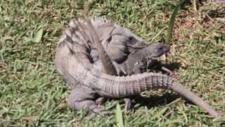 Black Iguanas Breeding Iguana Apareandose  Ctenosaura Similis [upl. by Sallyann]