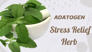 Holy Basil  Natural Anxiety Relief AntiDepression [upl. by Berti]