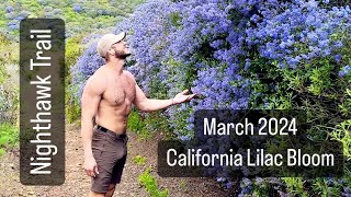 CALIFORNIA HIKES  Nighthawk Trail San Diego  March Lilac Bloom [upl. by Doelling]