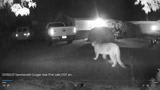 Sammamish WA Cougar Mountain Lion near Pine Lake [upl. by Milzie977]