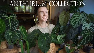 My Anthurium Collection  Show amp Tell [upl. by Rickard]