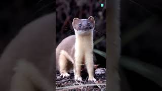 How Stoat Hypnotizes Rabbit [upl. by Maiocco]