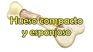 Hueso compacto y esponjoso [upl. by Strauss]