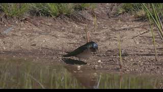 Tree martin collecting mud for its nest [upl. by Ynavoj]