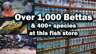 1000 bettas and way more Touring 360 Aquatic fish store in Houston TX [upl. by Eniamirt]