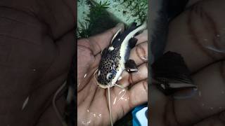 Red tail catfish pregnant ആയി😲shortfeed fish monsterfish shorts [upl. by Dannon941]