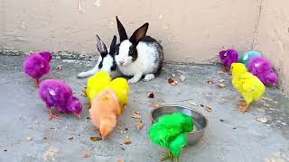 Cute Rabbits and chickens video  Rabbits video  Chickens video Rabbits Chickens [upl. by Selrahc]