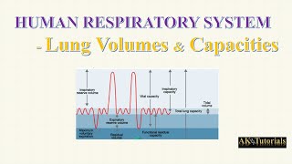 Lec 04 Pulmonary Volume amp Capacities  Human Respiratory System [upl. by Fotinas180]