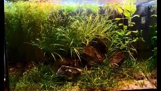 260 days of my 25l LowTech aquarium From set up till restart [upl. by Putnem]