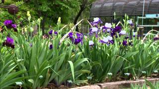 Iris Breeding at Stout Gardens [upl. by Chelton201]