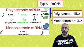 Polycistronic mRNA amp Monocistronic mRNA with Dr Sohail Jamil Qureshi l MDCAT Biology l AP Biology [upl. by Seagraves159]