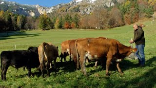 VALLE DI CENTA VACCHE AL PASCOLO TUTTO LANNO [upl. by Nylahsoj834]