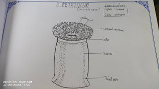 Drawing METRIDIUM in easy stepssameerarts Metridium zoology intermediate practical record [upl. by Dekow91]