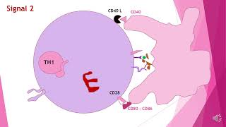 Immunité adaptative cellulaire [upl. by Calvert671]