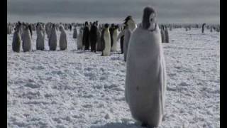 Pinguinsimperadores na Antártica [upl. by Lanrev590]