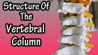 Structure Of The Vertebral Column  Functions Of The Spine  Bones Of The Vertebrae [upl. by Goulet]