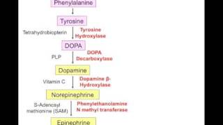 USMLE Catecholamine synth [upl. by Meras]