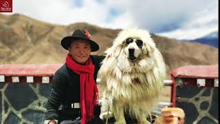 Himalayan Man with the Most Expensive Dog in the World how is their daily life full documentary [upl. by Liagibba942]