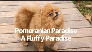 Pomeranian Paradise  A Fluffy Paradise [upl. by Ainorev]