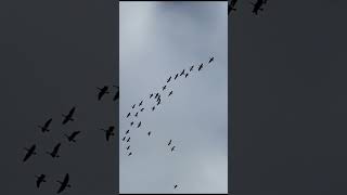 What do Thousands of Canada Geese Sound Like canadageese [upl. by Grantley42]