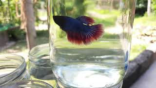 Normal Betta Fish worldoffish769 [upl. by Jaynes]