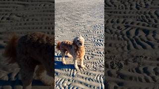 Tessie loves a nice fall day at the sandbar [upl. by Allenrad93]