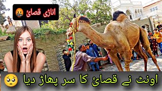 ANARI QSAI 2024 Camel Qurbani Wapda Town Gujranwala [upl. by Amble904]