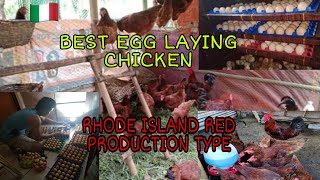 CHICKEN BEST IN EGG LAYING  RHODE ISLAND RED  PRODUCTION TYPE  FARMER SQUAD [upl. by Enitsenrae]