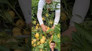 Harvest strange fruits sonasmr [upl. by Zeitler]