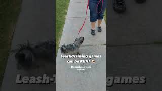 Try this leashtraining game 🐕 dogtraining dogwalk [upl. by Ahsiki]