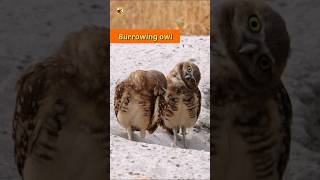 Burrowing Owl Sounds Burrowing Owls Outside Their Burrow [upl. by Elehcin]